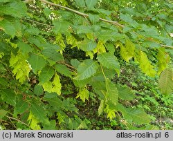 Carpinus orientalis (grab wschodni)