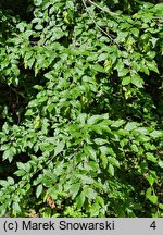 Carpinus orientalis (grab wschodni)