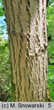 Tilia henryana (lipa Henry'ego)