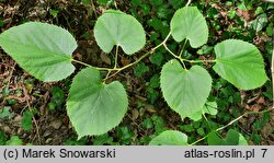 Tilia henryana (lipa Henry'ego)