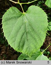 Tilia henryana (lipa Henry'ego)