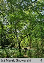 Tilia henryana (lipa Henry'ego)