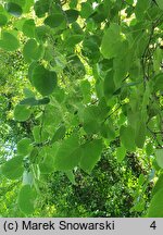 Tilia henryana (lipa Henry'ego)