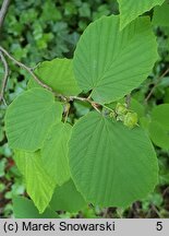 Corylopsis platypetala (leszczynowiec szerokopłatkowy)