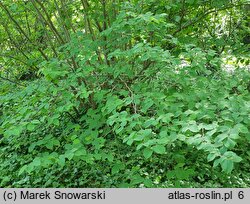 Corylopsis platypetala (leszczynowiec szerokopłatkowy)