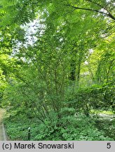 Corylopsis platypetala (leszczynowiec szerokopłatkowy)