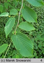 Corylopsis sinensis var. calvescens (leszczynowiec chiński odm. calvescens)