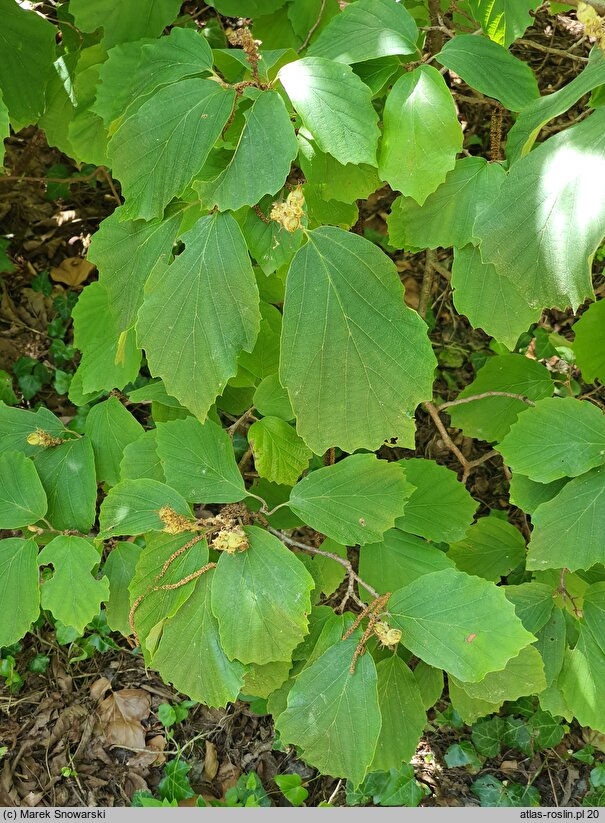 Fotergilla major (fotergilla amerykańska)