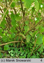 Fotergilla major (fotergilla amerykańska)