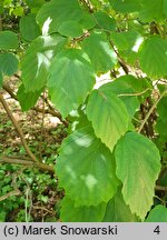 Fotergilla major (fotergilla amerykańska)