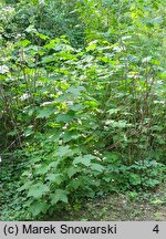 Rubus odoratus (jeżyna pachnąca)