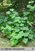 Rubus odoratus (jeżyna pachnąca)