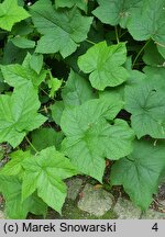 Rubus odoratus (jeżyna pachnąca)