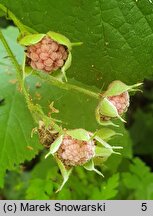 Rubus odoratus (jeżyna pachnąca)