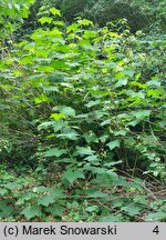 Rubus odoratus (jeżyna pachnąca)