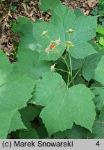 Rubus odoratus (jeżyna pachnąca)