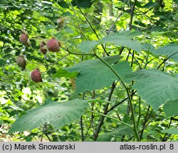 Rubus odoratus (jeżyna pachnąca)