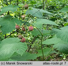 Rubus odoratus (jeżyna pachnąca)