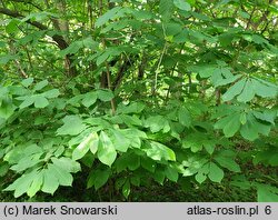 Asimina triloba (urodlin trójłatkowy)