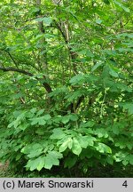 Asimina triloba (urodlin trójłatkowy)