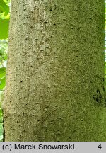 Asimina triloba (urodlin trójłatkowy)