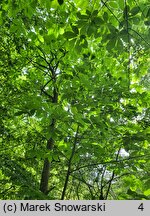 Asimina triloba (urodlin trójłatkowy)