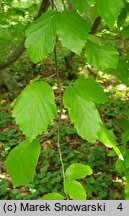 Parrotia persica (parrocja perska)