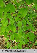 Parrotia persica (parrocja perska)