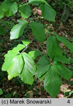 Parrotia persica (parrocja perska)