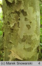 Parrotia persica (parrocja perska)