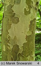 Parrotia persica (parrocja perska)