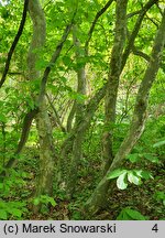 Parrotia persica (parrocja perska)