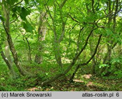 Parrotia persica (parrocja perska)