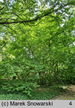 Parrotia persica (parrocja perska)