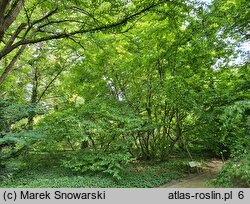 Parrotia persica (parrocja perska)