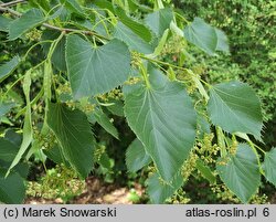 Tilia henryana (lipa Henry'ego)