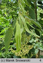 Tilia henryana (lipa Henry'ego)