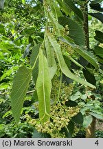 Tilia henryana (lipa Henry'ego)