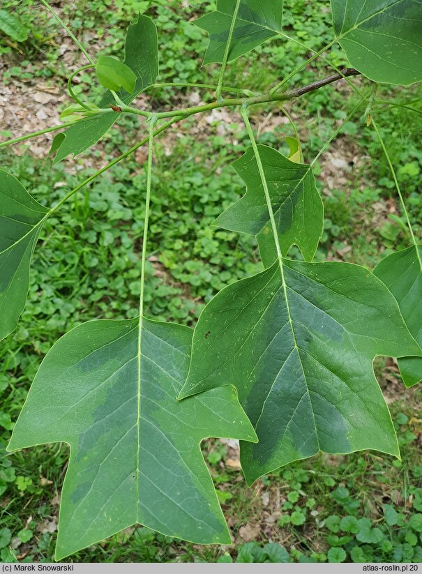 Liriodendron tulipifera Aureomarginatum