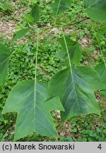 Liriodendron tulipifera Aureomarginatum