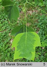 Liriodendron tulipifera Aureomarginatum