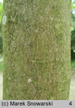 Acer rubrum (klon czerwony)