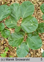 Fagus sylvatica Rotundifolia