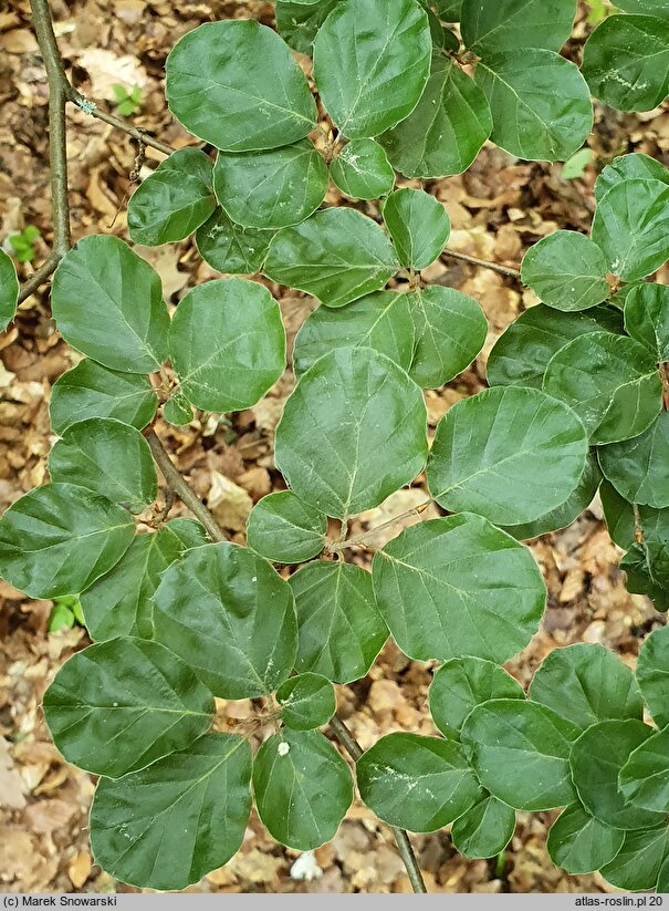 Fagus sylvatica Rotundifolia