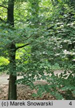 Fagus sylvatica s.str. Rotundifolia