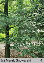 Fagus sylvatica Rotundifolia