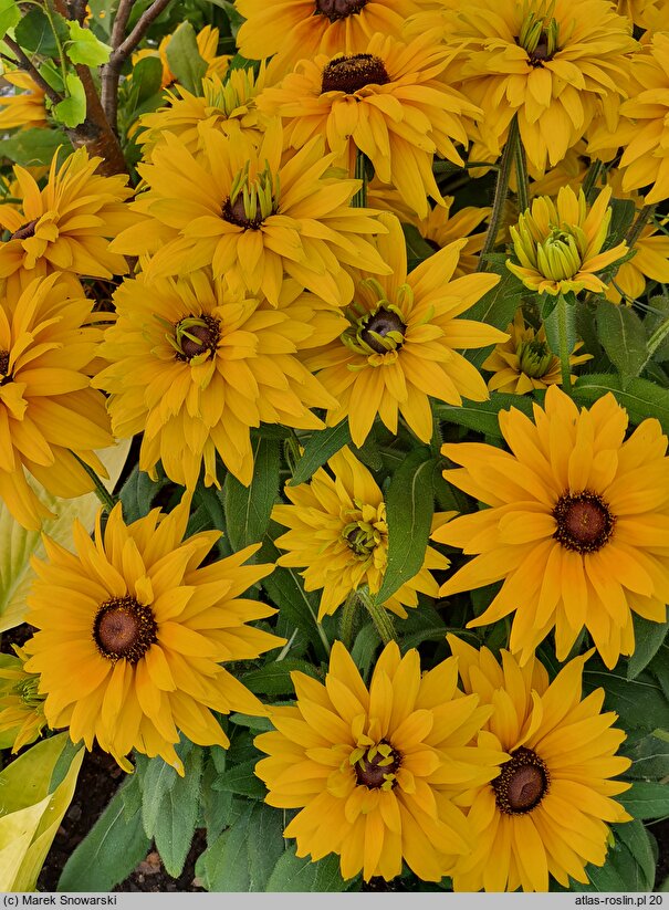 Rudbeckia SmileyZ Big Luck