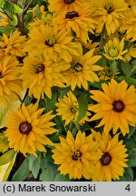 Rudbeckia SmileyZ Big Luck