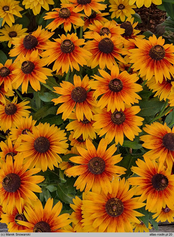 Rudbeckia SmileZ Big Kiss