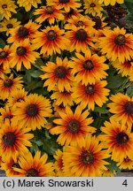 Rudbeckia SmileZ Big Kiss